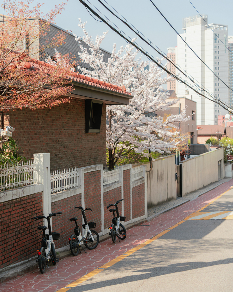 Cherry blossoms in full bloom in Seoul during springtime.
