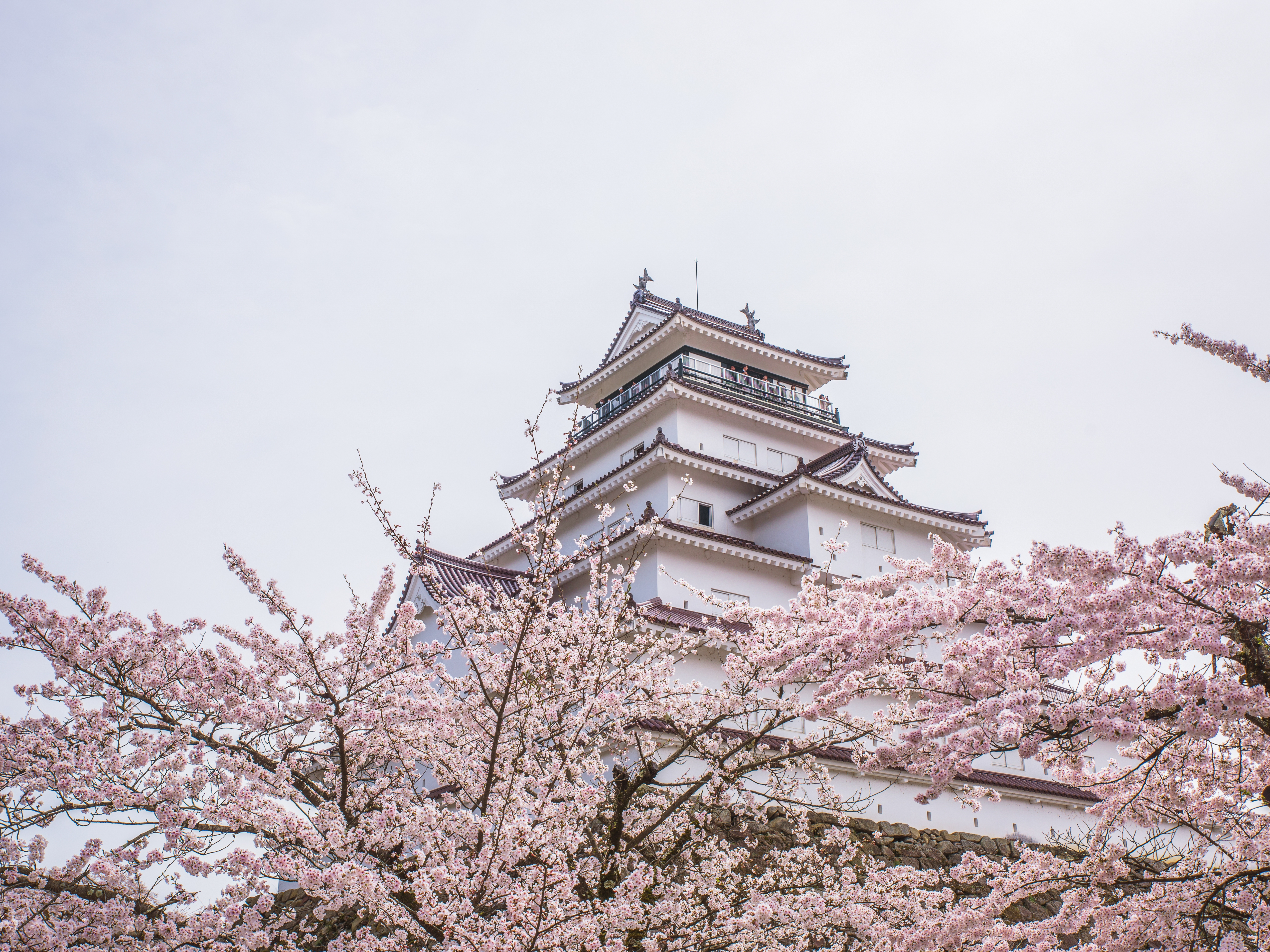 Historic Japanese castle surrounded by cherry blossom trees in full bloom during spring.