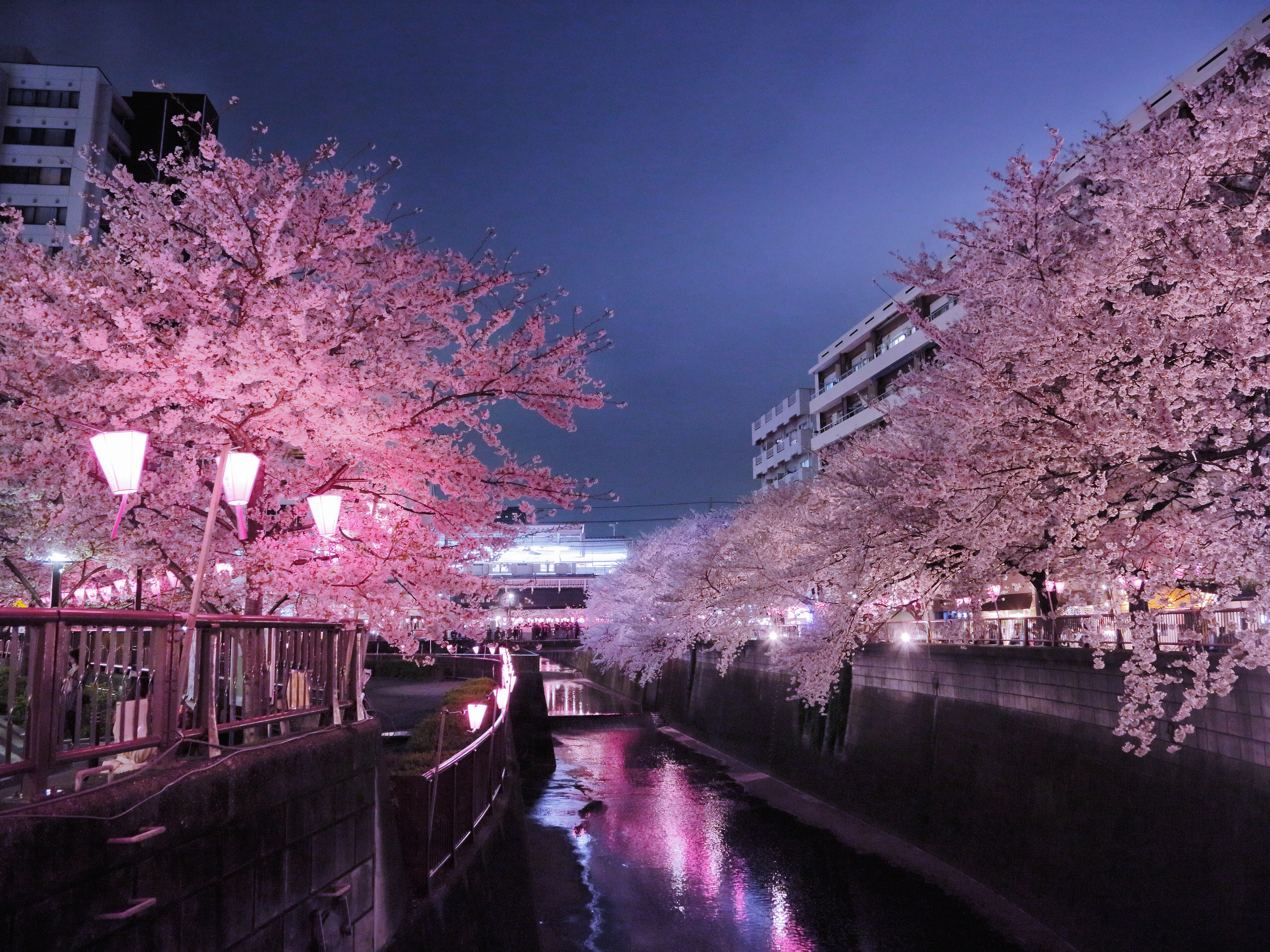 Cherry blossom trees illuminated at night along an urban canal in Tokyo, Japan.
