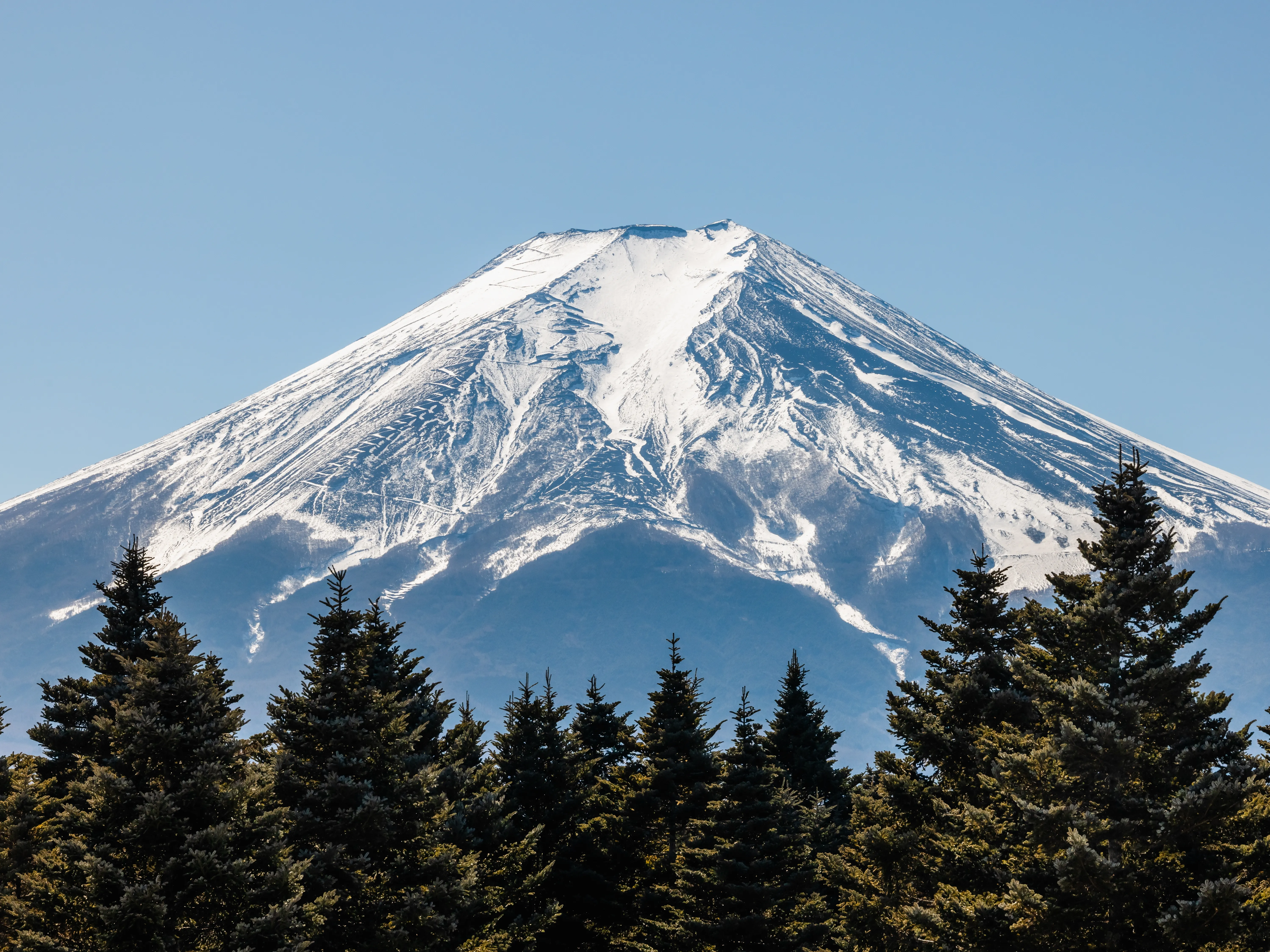 Snow-capped Mount Fuji rising above pine forest in winter, Japan — a bucket-list direct flight destination from Australia.