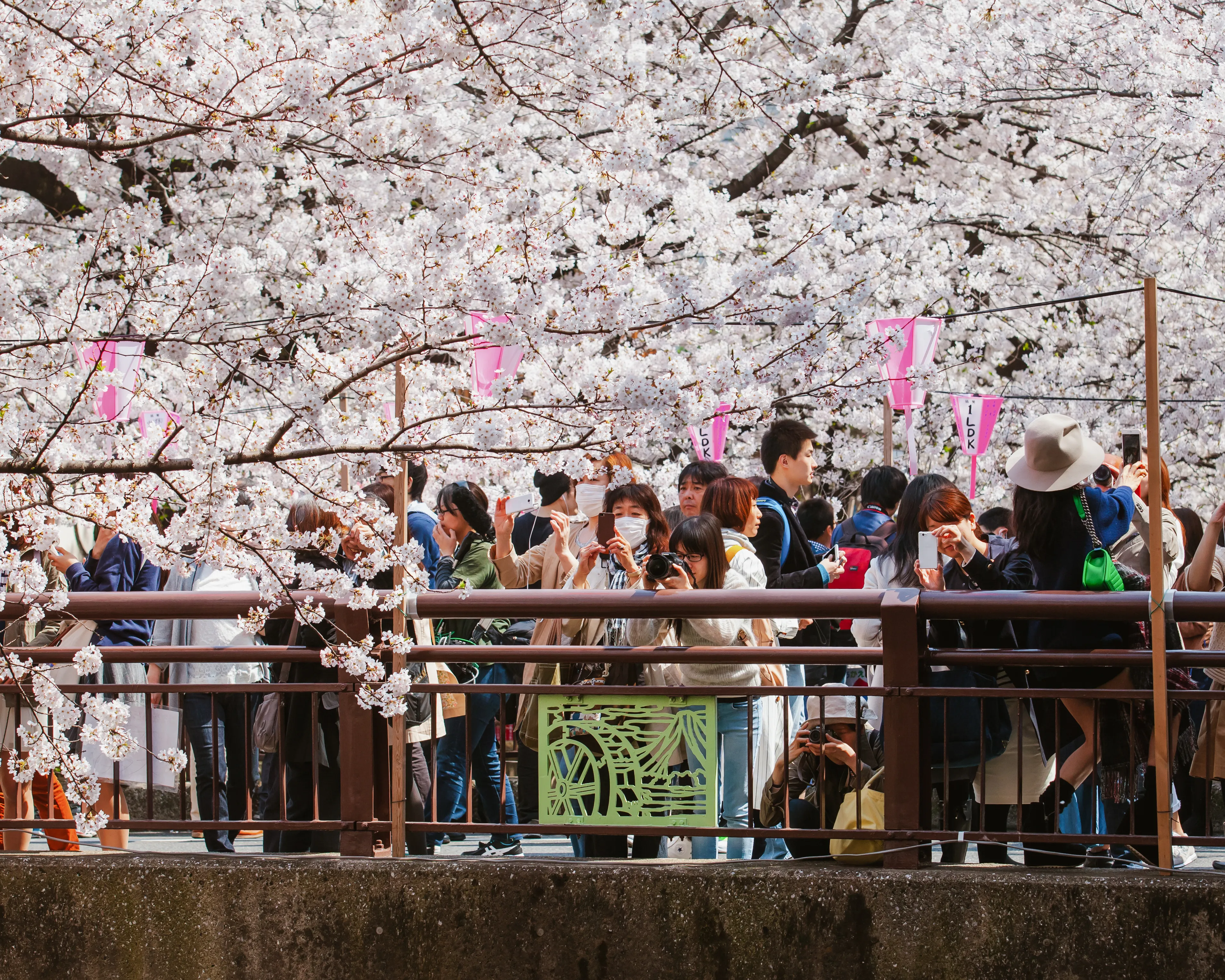 Crowds walking beneath cherry blossom trees during spring in Japan.