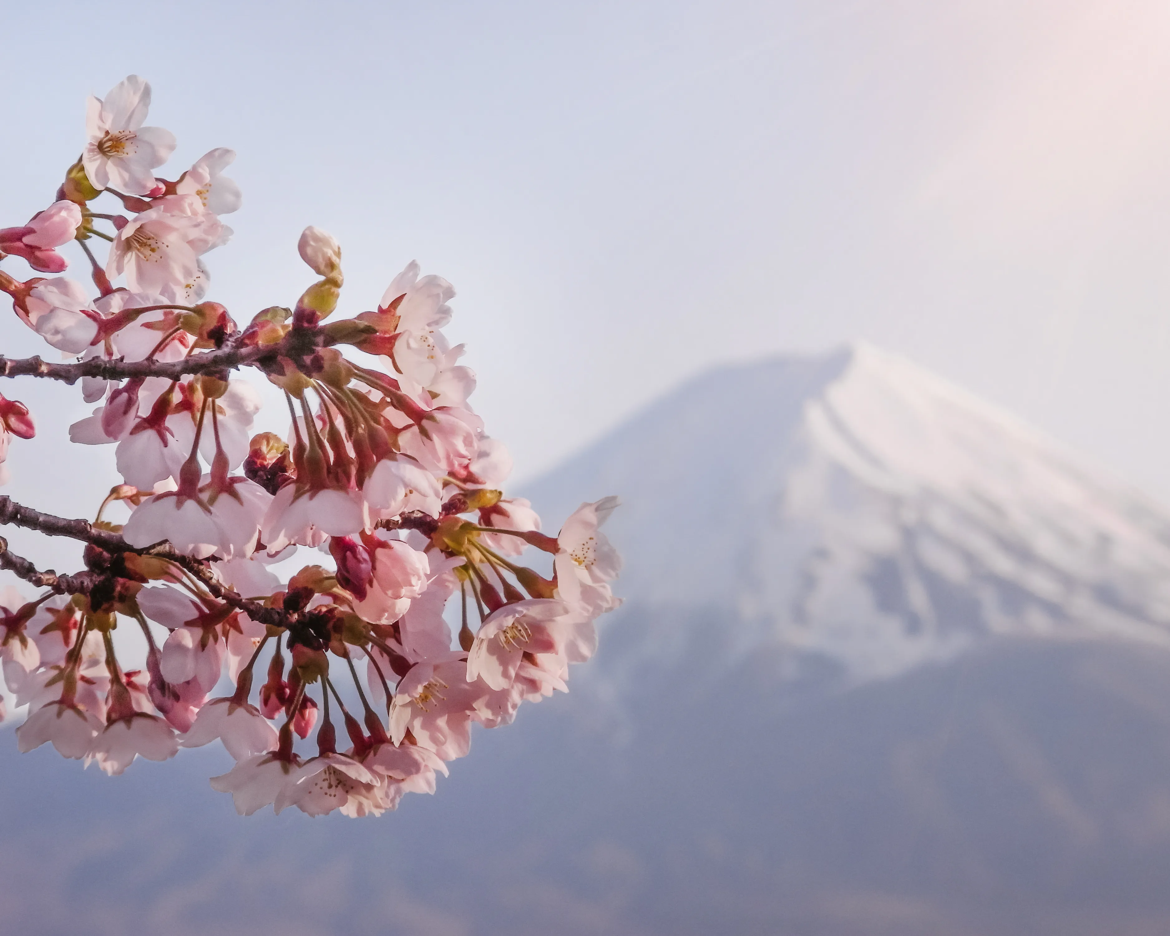 Close-up of pink cherry blossoms with Mount Fuji in the background during spring in Japan.