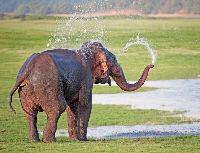 Sri Lankan Elephant