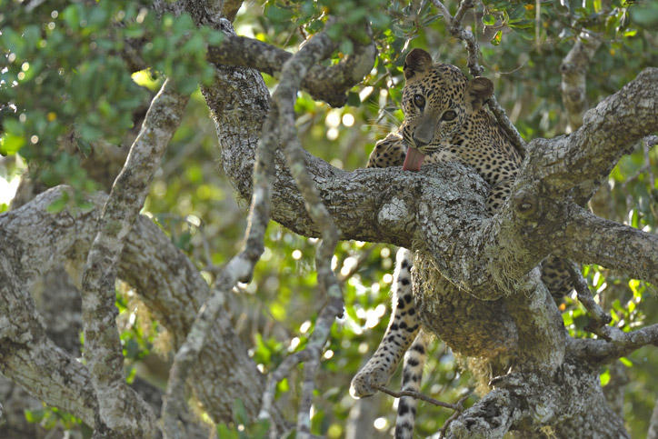 Leopards