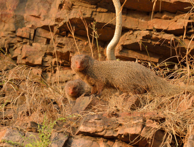 Mongoose