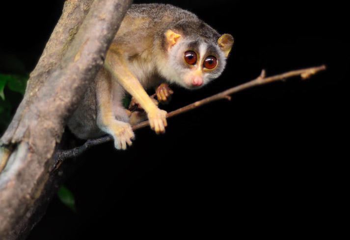 Slender Loris