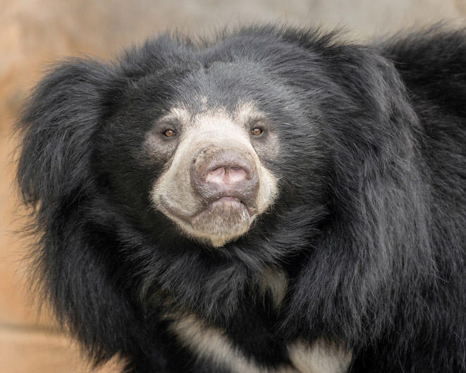 Sloth bears