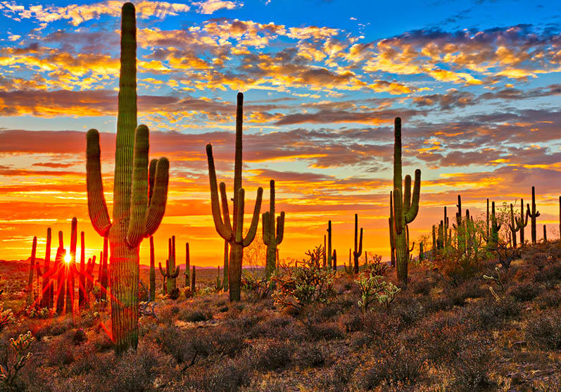 Sonoran desert arizona