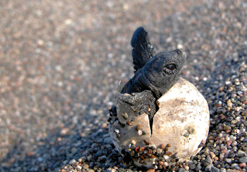 Turtle Hatching Lights Out