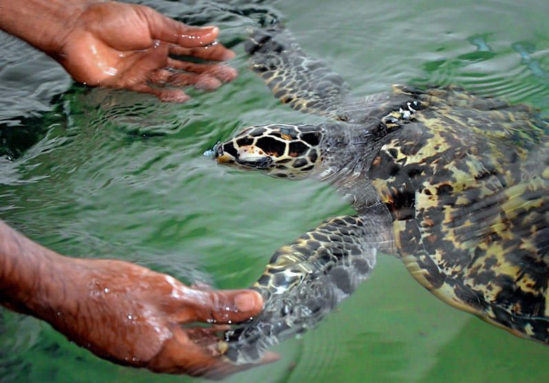Visit Turtle Sanctuary