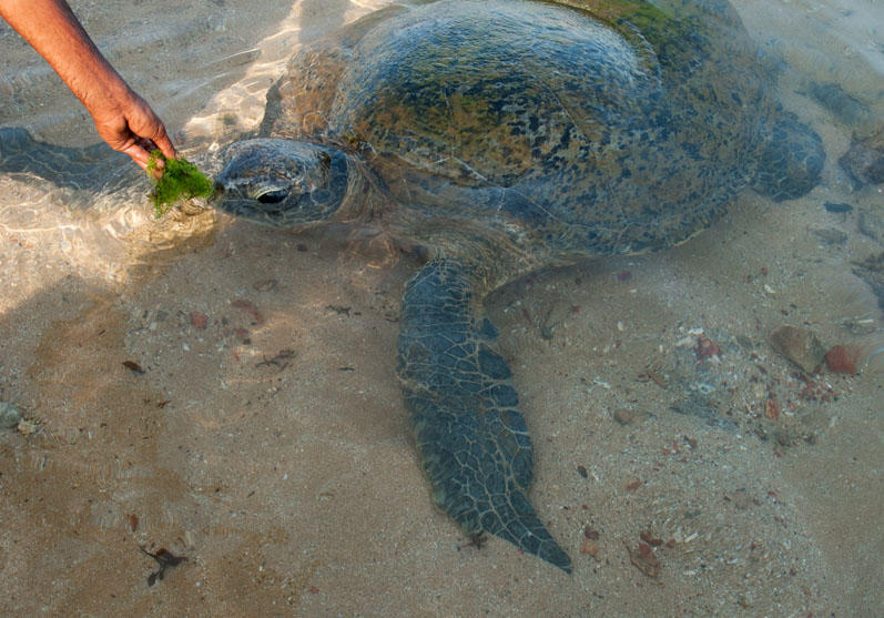 Turtle feeding volunteer