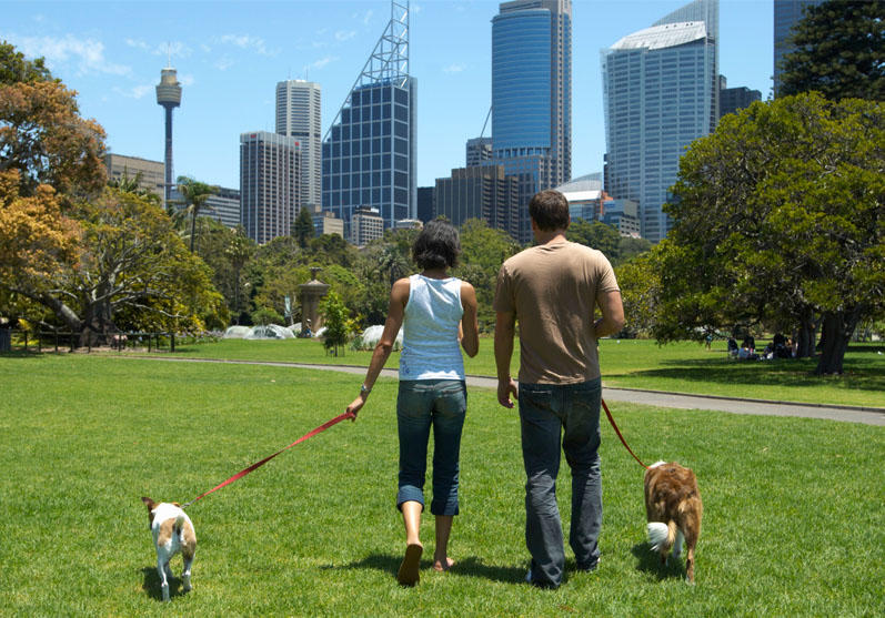 Couple walking dogs