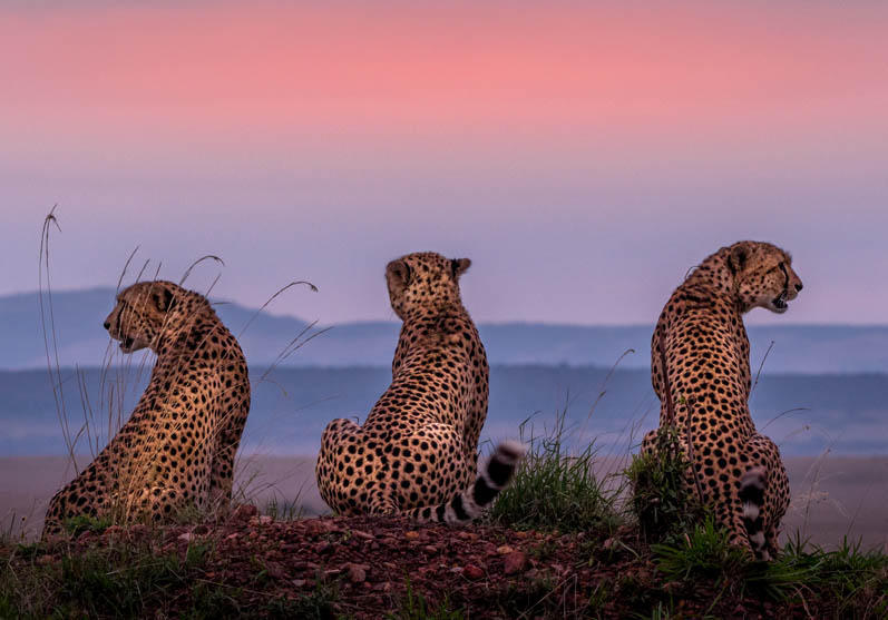 Masai Mara Wildlife, Kenya