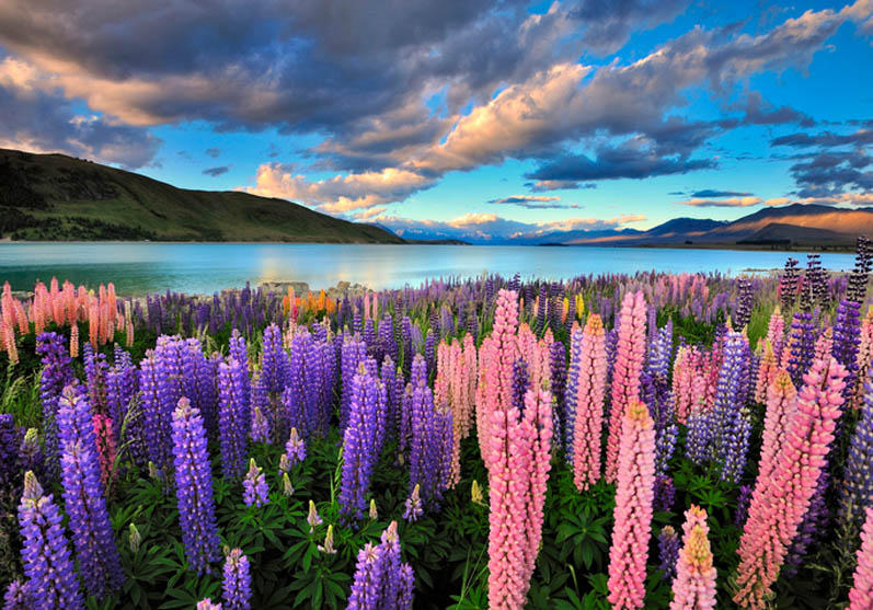 Lake Tekapo