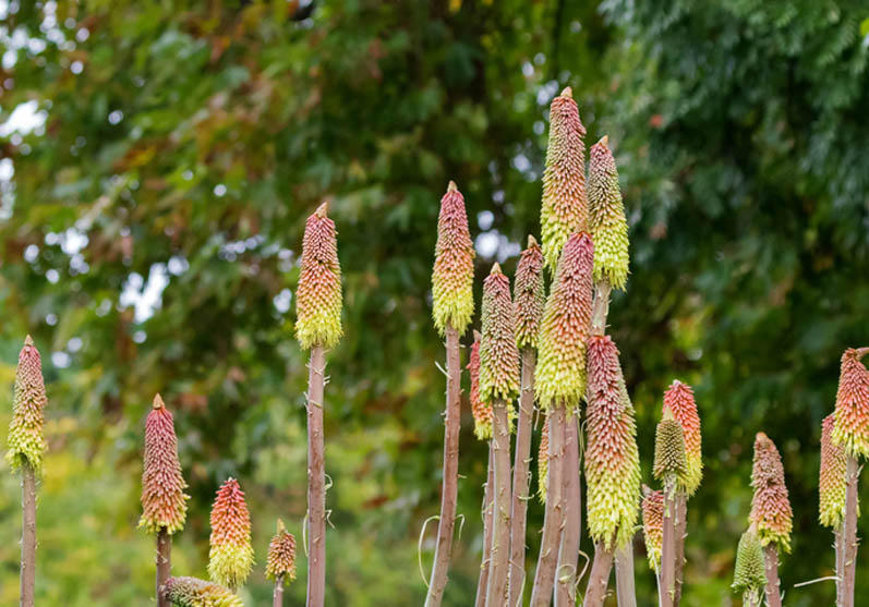 Royal Tasmanian Botanic Gardens