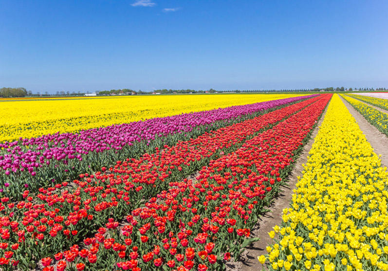 Bollenstreek Amsterdam, Netherlands