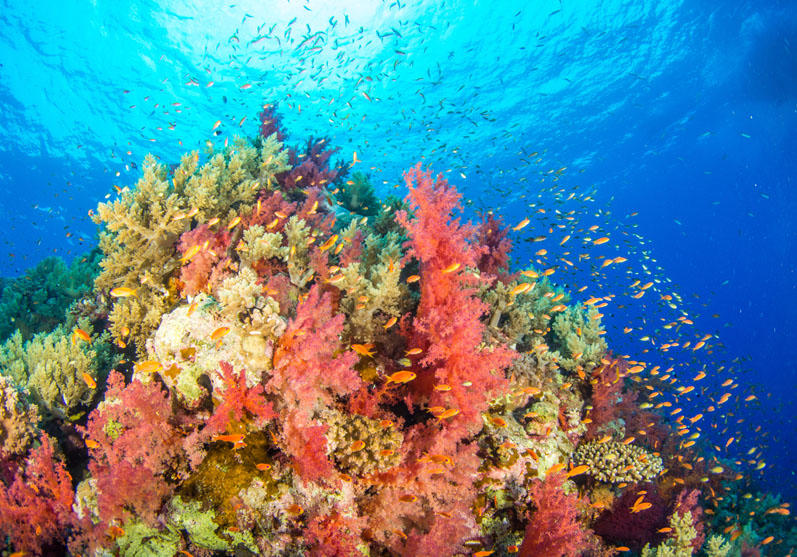 Coral Reef, Cairns