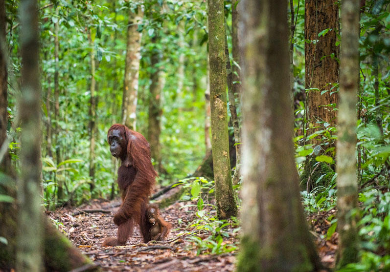 Sumatra, Indonesia