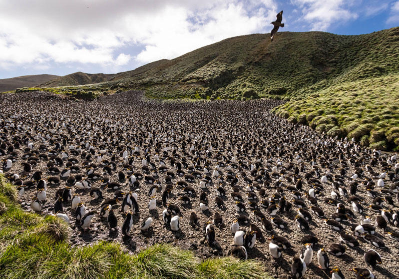 Macquarie Island, Australia