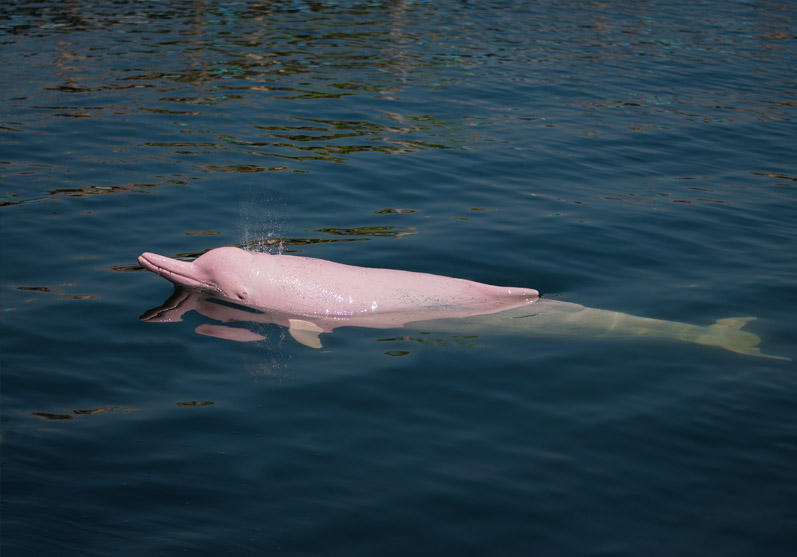 Amazon River Dolphin