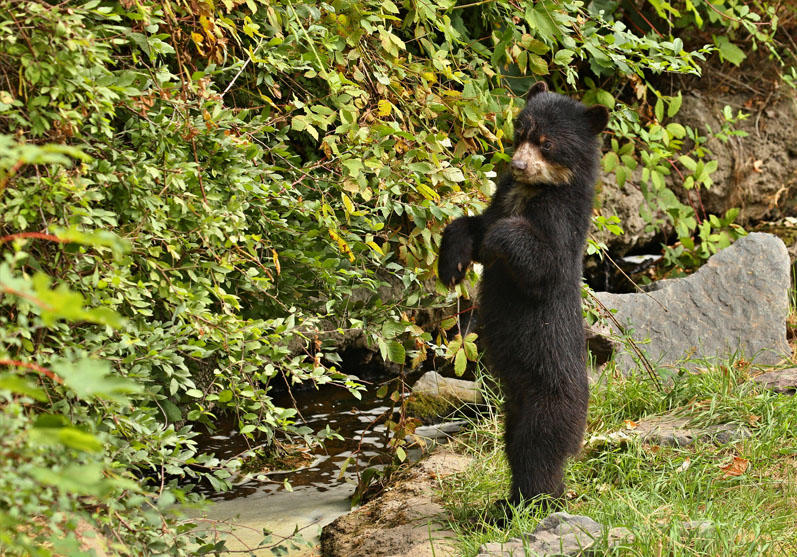 Spectacled Bear