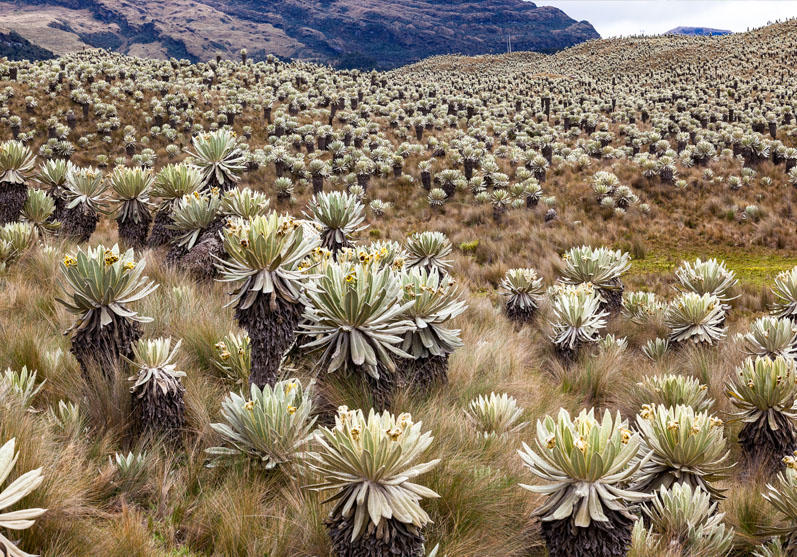 Frailejones