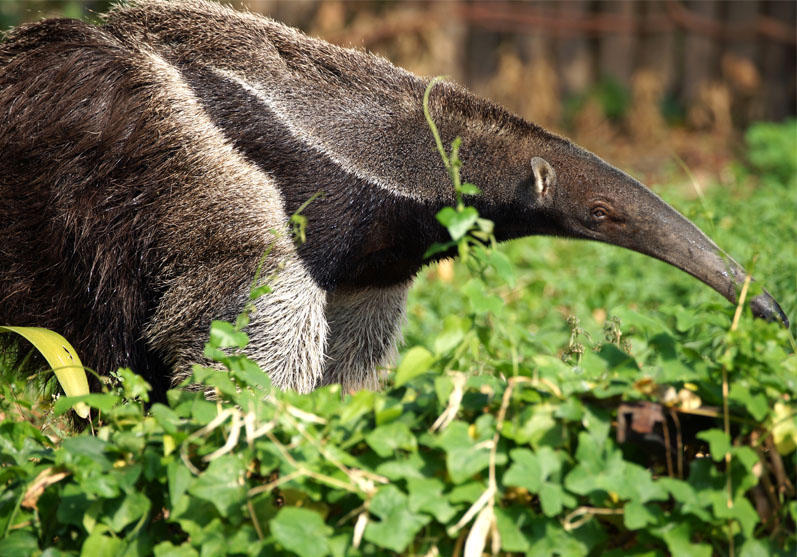 Giant Anteater