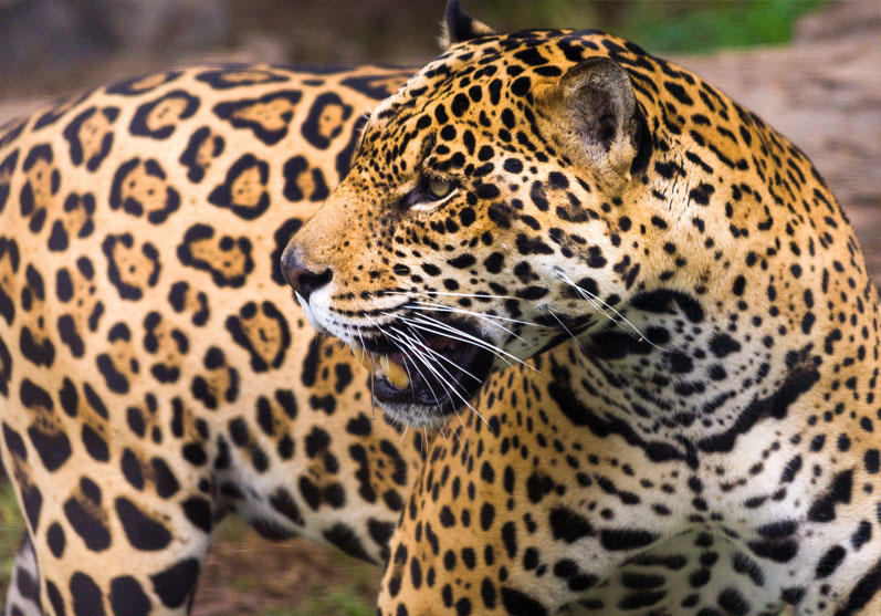 Jaguar