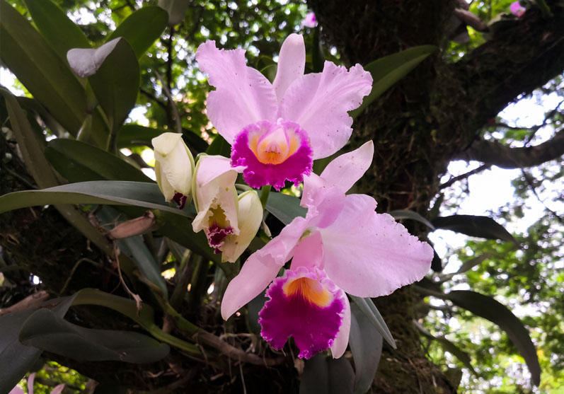 Flor de Mayo Orchid