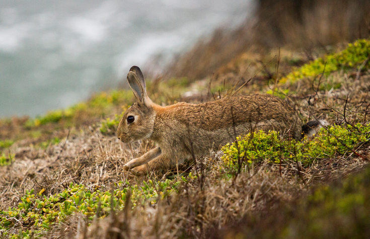 New-Zealand-rabbit
