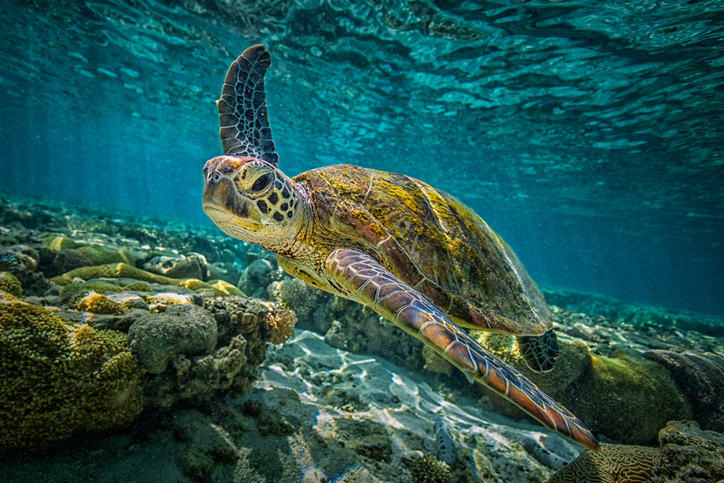 australia-gbr-turtle