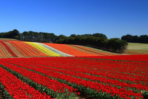 bloomin-tulips-tasmania