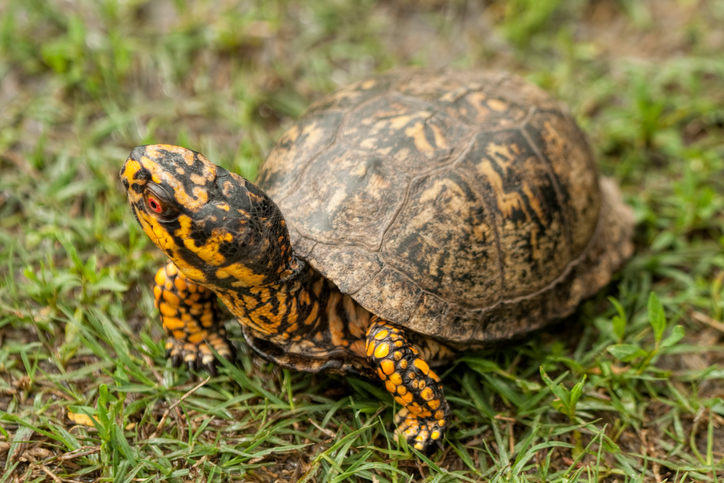 box-turtle-alabama