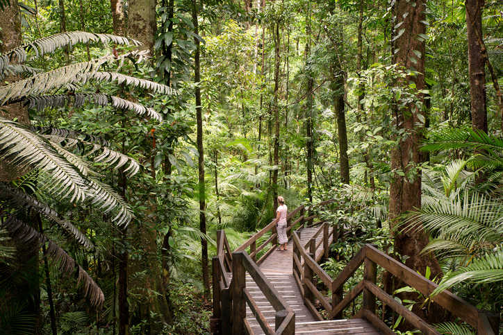 daintree