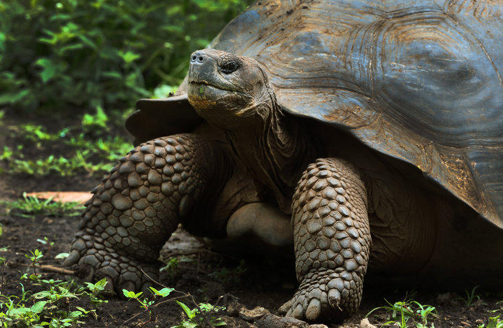 giant-tortoise-galapagos