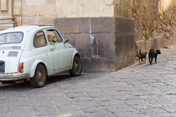 Dog in VW in Italy