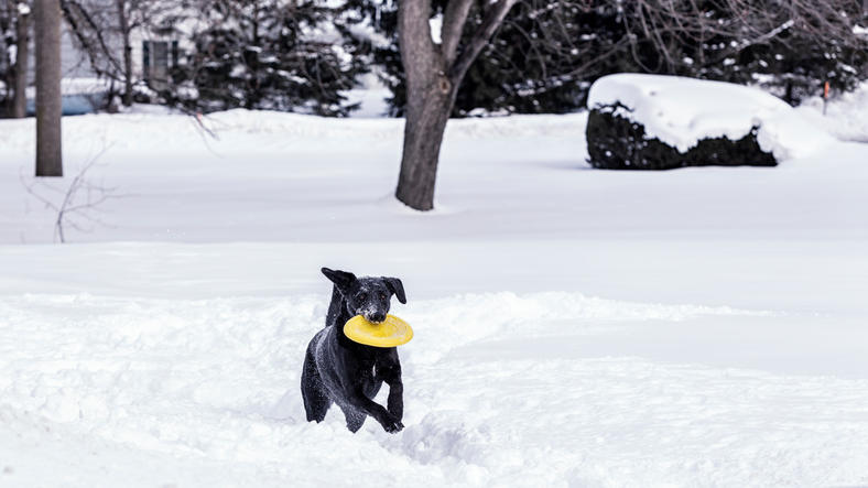 Dog in snow with frisbee