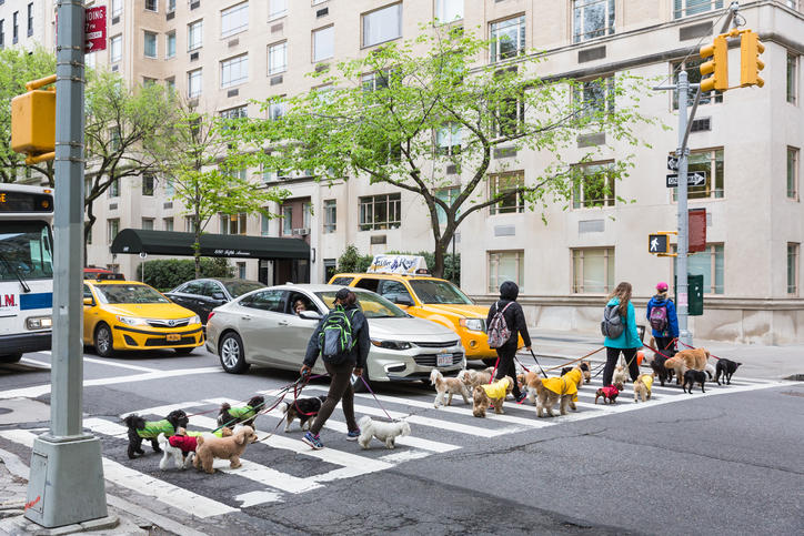 Dog walkers in New York