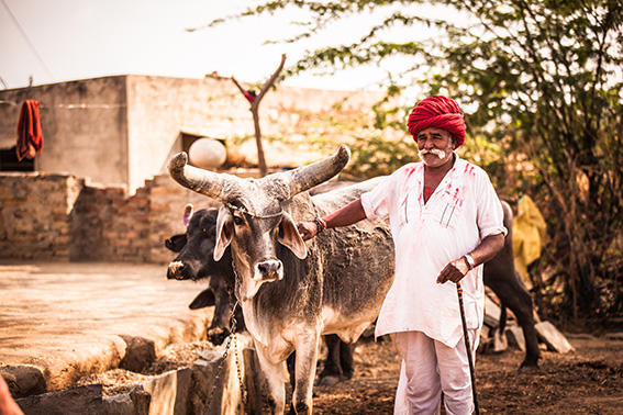 indian-farmer-sabalpura-rajasthan-india