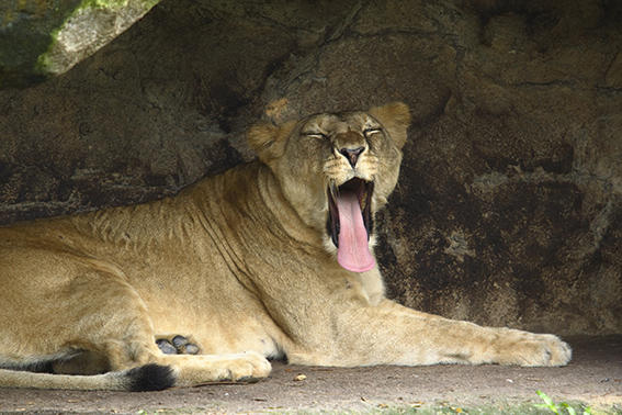 lion-sitcking-tongue