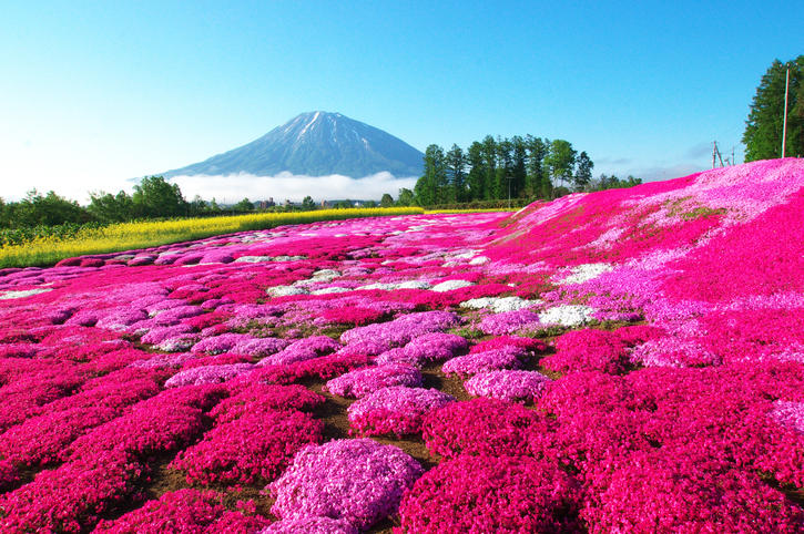 Niseko