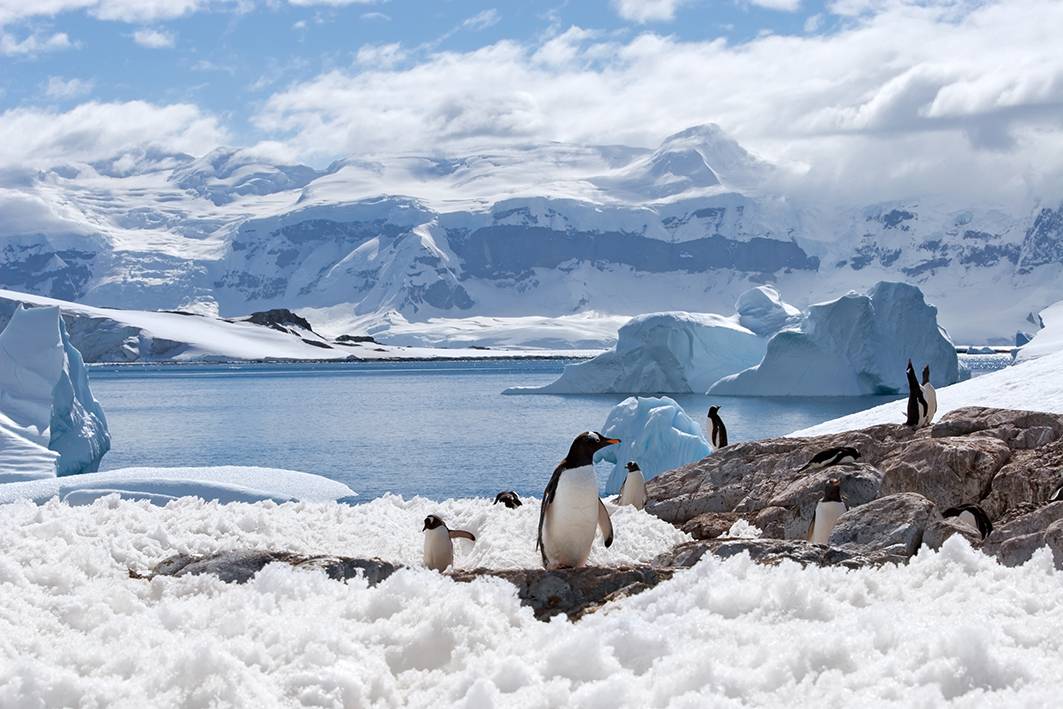 penguins-antarctica