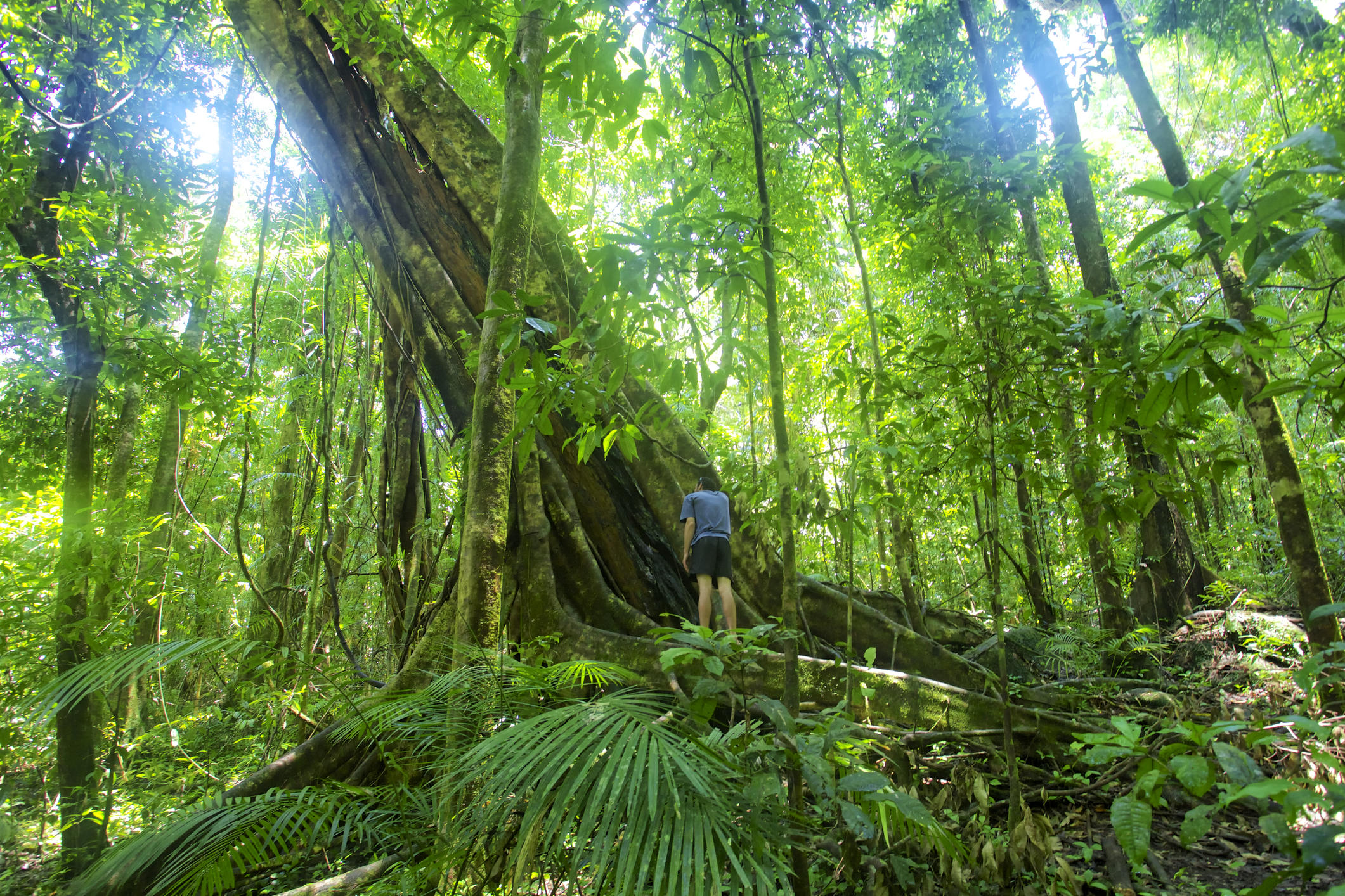 Daintree