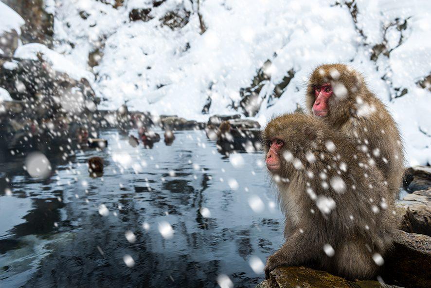 snow-monkeys-japan