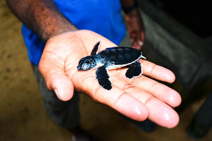 sri-lanka-turtles