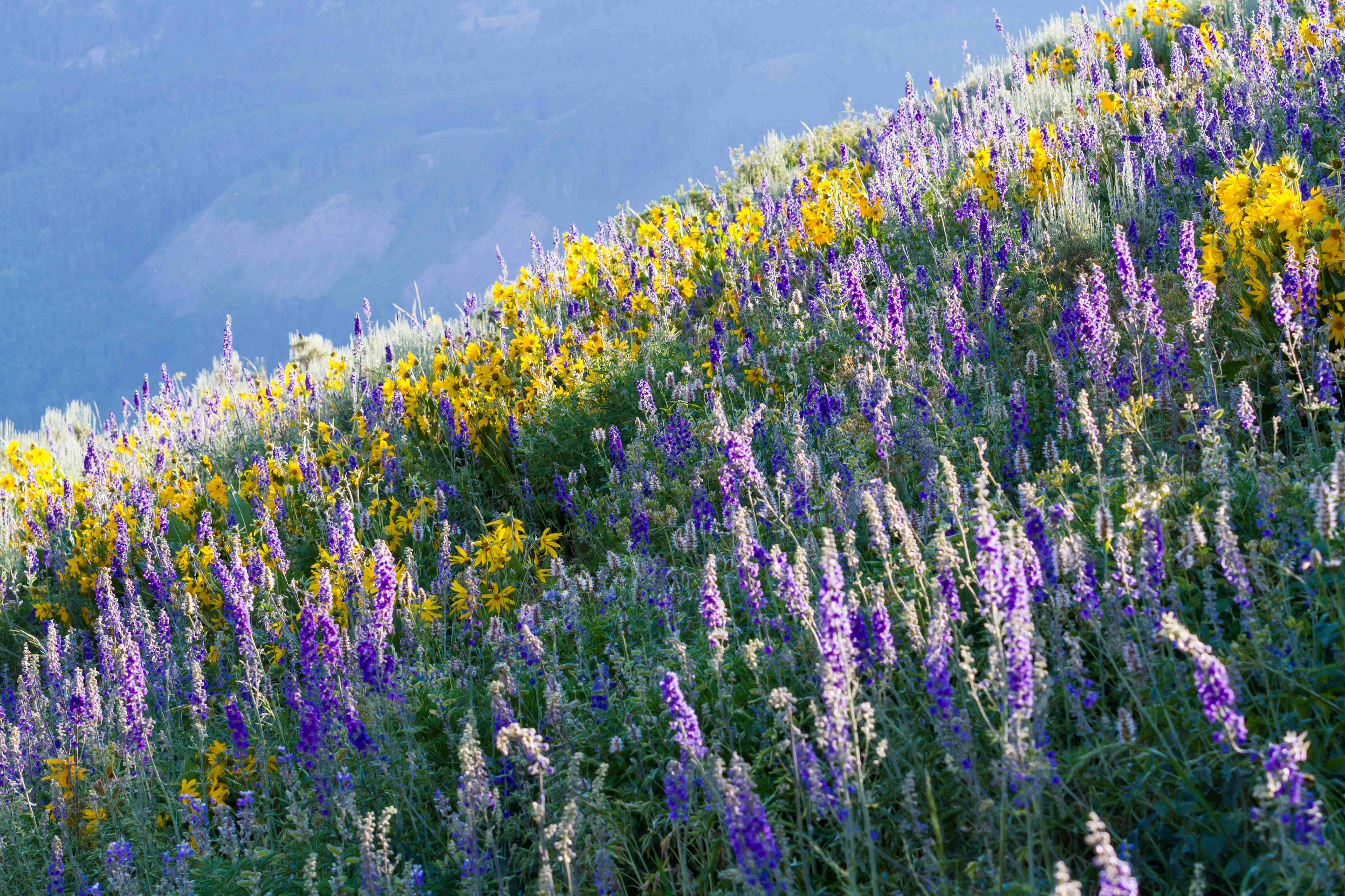 wildflowers